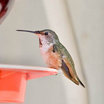 Allen's Hummingbird